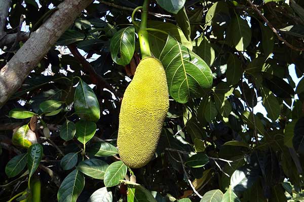 Jackfruit is a nutrient-dense fruit with growth potential in a variety of markets. Learn about the possibilities in the Prospector Knowledge Center.