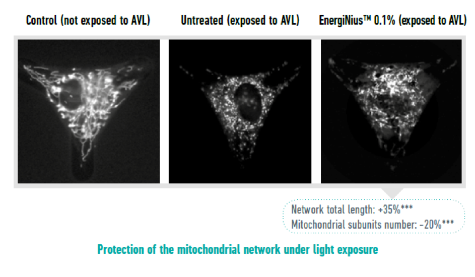 Protection of the mitochondrial network under light exposure - learn more about Gattefosse EnergiNius in the Prospector Knowledge Center.