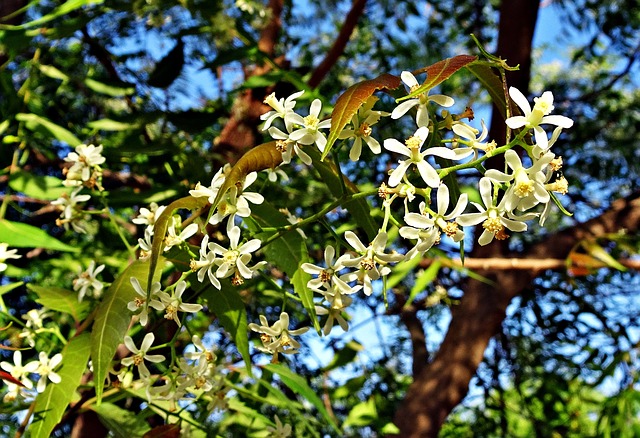Neem tree - learn about the rise in ayurvedia botanical use in the Prospector Knowledge Center.