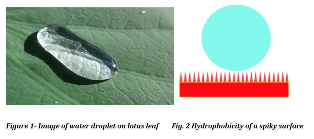 Image of water droplet on lotus leaf, and hydrophobicity of a spiky surface - learn about formulating hydrophobic coatings in the Prospector Knowledge Center.