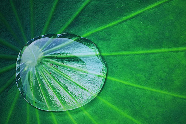 Lotus leaf with water drop - learn how the lotus effect applies to formulating hydrophobic coatings in the UL Prospector Knowledge Center.