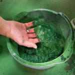 The green, gooey algae sludge before it is processed - Learn more about harvesting algae