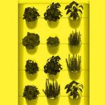 Yellow tinted image of hanging plants
