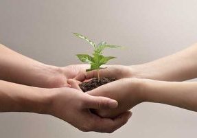 Two pairs of hands holding a seedling